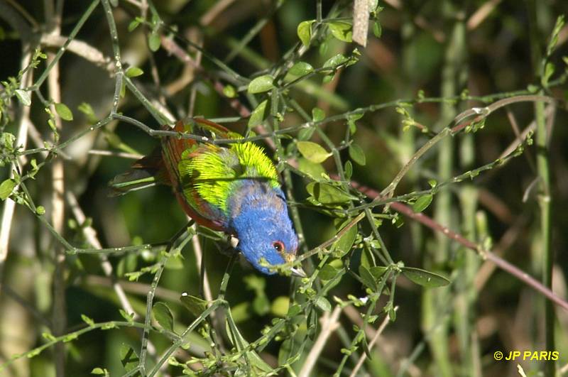 Passerina ciris